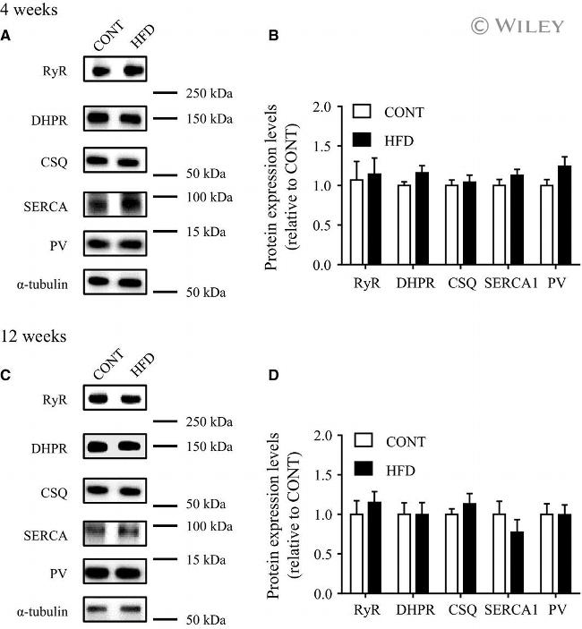 Calsequestrin Antibody in Western Blot (WB)