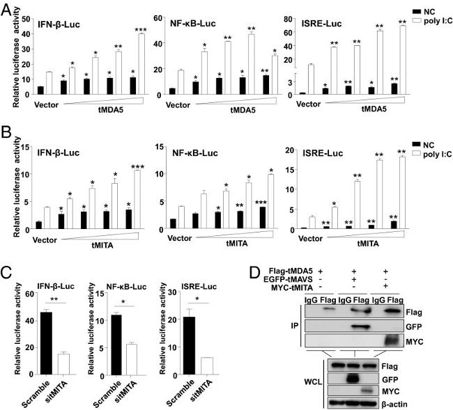 c-Myc Antibody in Western Blot, Immunoprecipitation (WB, IP)