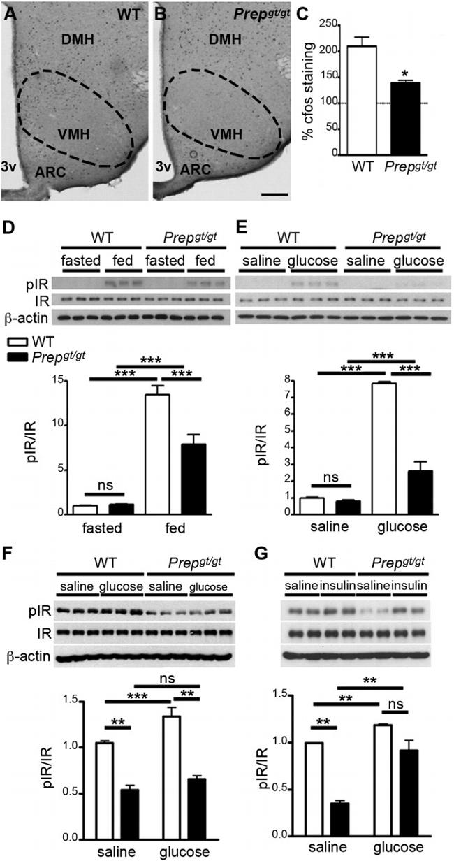 Phospho-INSR (Tyr972) Antibody in Western Blot (WB)