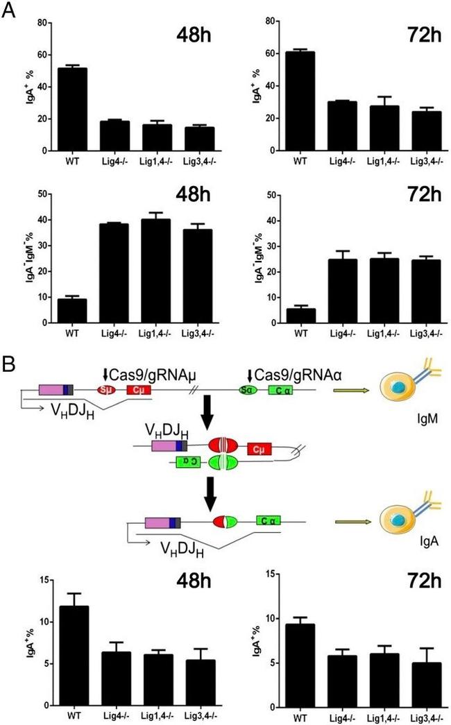 IgM Antibody in Flow Cytometry (Flow)