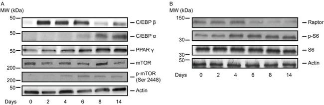 Raptor Antibody in Western Blot (WB)