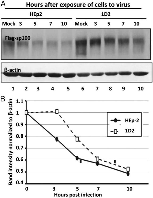 beta Actin Antibody in Western Blot (WB)