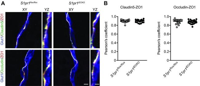 Claudin 5 Antibody in Immunohistochemistry - Free Floating (IHC (Free))