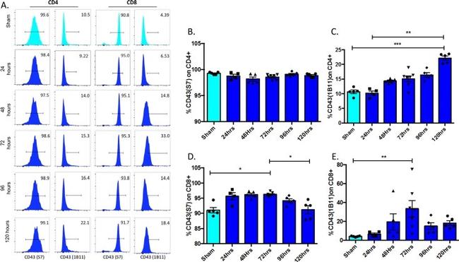 CD8 alpha Antibody in Flow Cytometry (Flow)