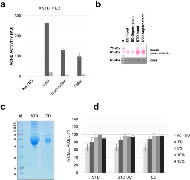 CD63 Antibody in Western Blot (WB)