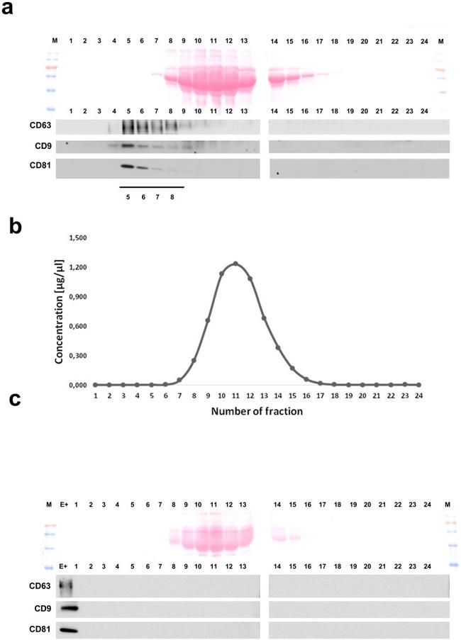 CD9 Antibody in Western Blot (WB)