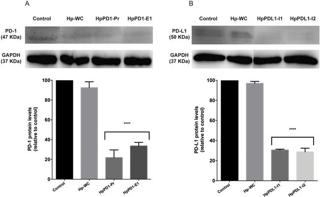 PD-L1 Antibody in Western Blot (WB)