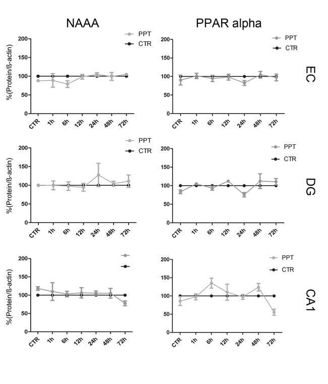 PPAR alpha Antibody in Western Blot (WB)