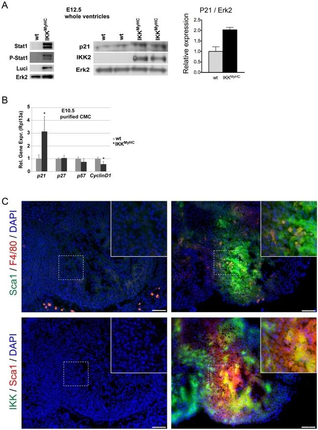 Ly-6A/E (Sca-1) Antibody in Immunohistochemistry (IHC)