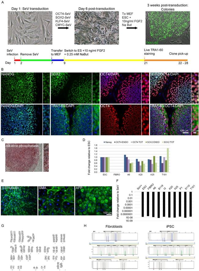 Nanog Antibody in Immunocytochemistry (ICC/IF)