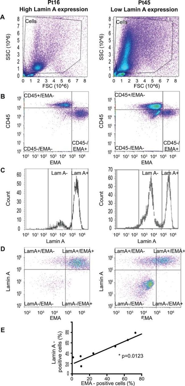 CD45 Antibody in Flow Cytometry (Flow)