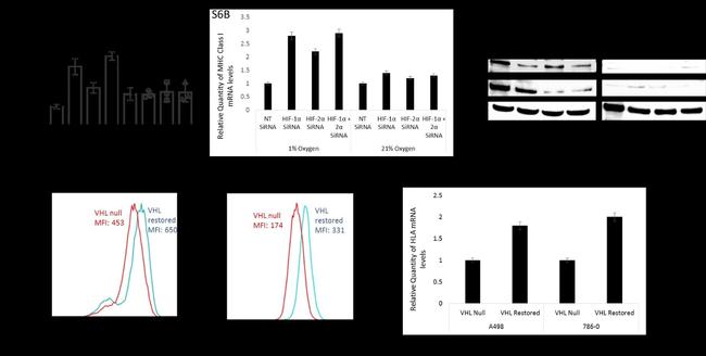 HLA-ABC Antibody in Flow Cytometry (Flow)