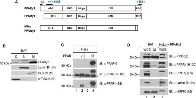 PPAR gamma-2 Antibody in Western Blot (WB)