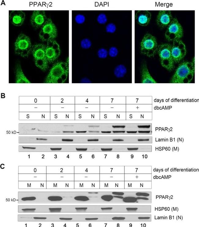 PPAR gamma-2 Antibody in Western Blot (WB)