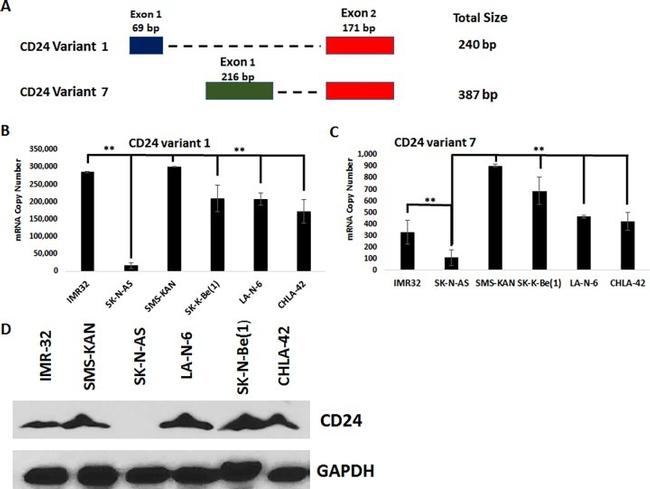 CD24 Antibody in Western Blot (WB)