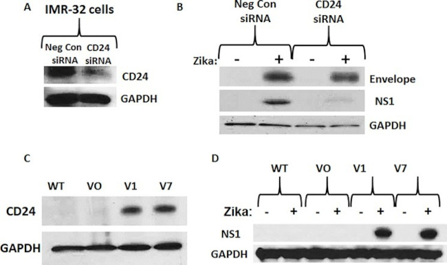 CD24 Antibody in Western Blot (WB)