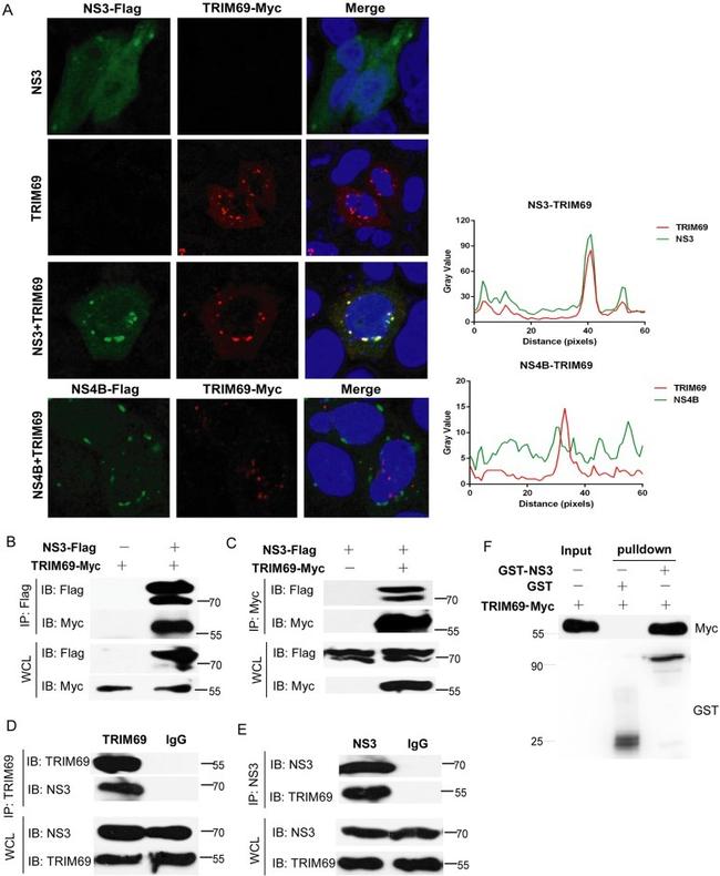 Dengue Virus Type 2 NS3 Antibody in Immunoprecipitation (IP)