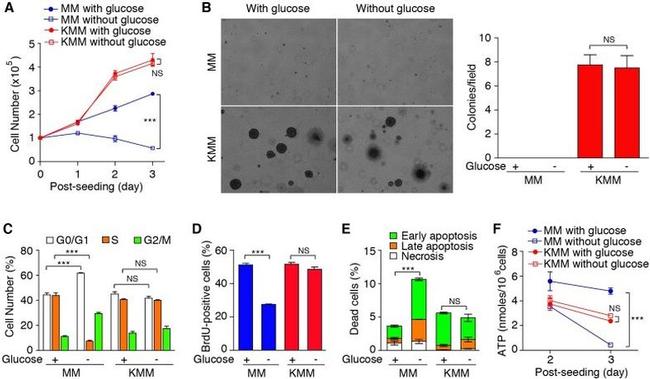 BrdU Antibody in Flow Cytometry (Flow)