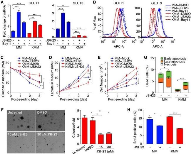 BrdU Antibody in Flow Cytometry (Flow)