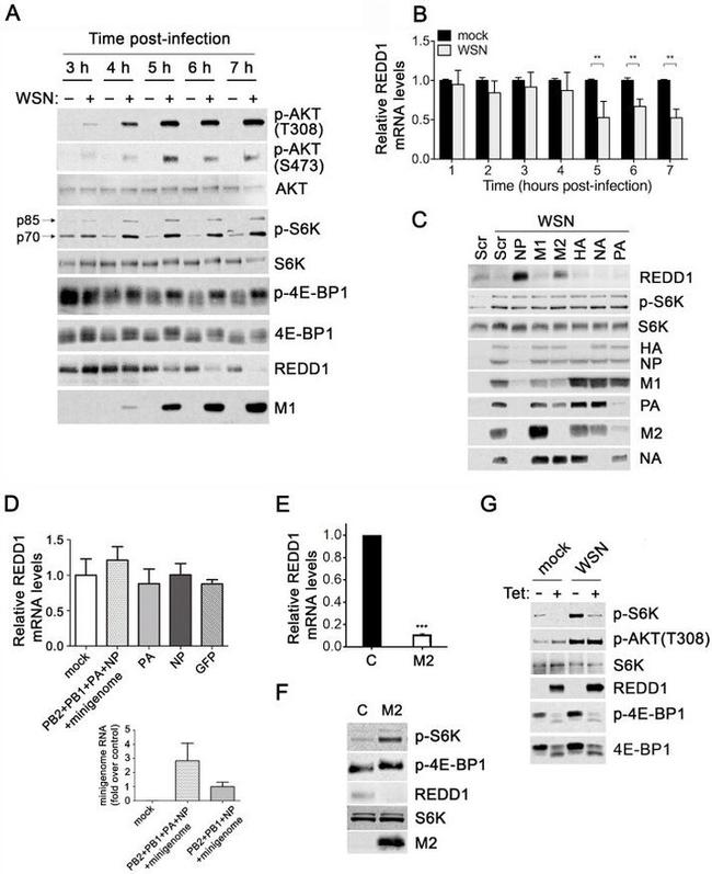 Influenza A M2 Antibody in Western Blot (WB)