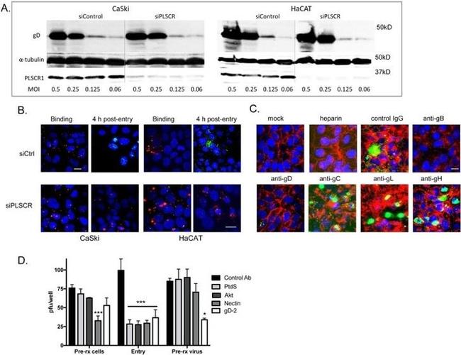 alpha Tubulin Antibody in Western Blot (WB)