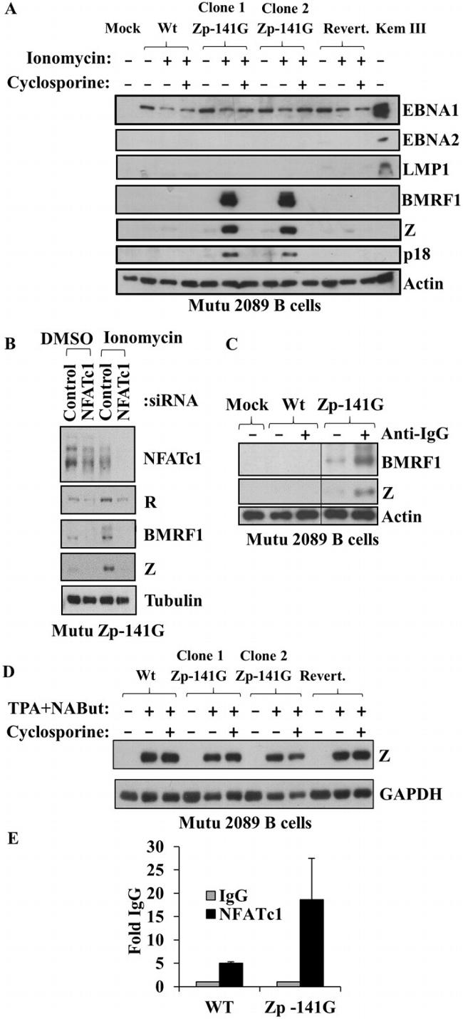 Epstein Barr Virus p18 Antibody in Western Blot (WB)