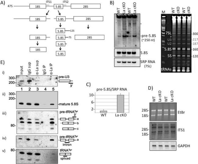 rRNA Antibody in Western Blot (WB)