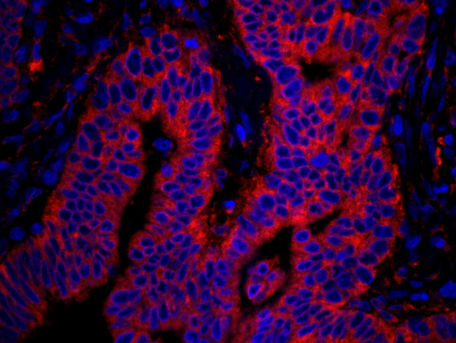 rpL7a/SURF3 Antibody in Immunohistochemistry (IHC)