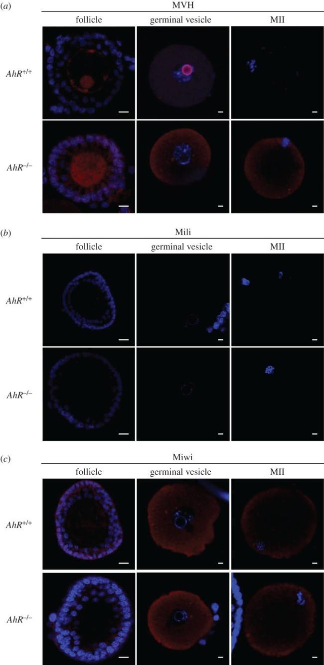 PIWIL1 Antibody in Immunohistochemistry (Paraffin) (IHC (P))