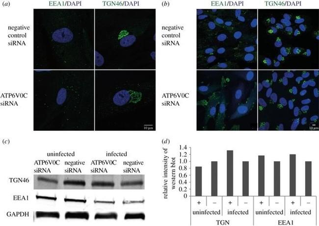 TGN46 Antibody in Western Blot (WB)