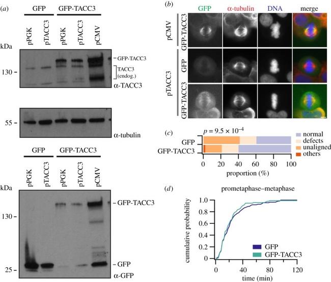 alpha Tubulin Antibody in Western Blot (WB)