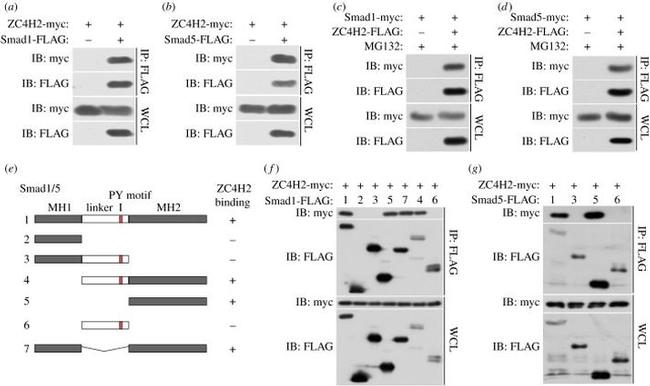 SMAD1 Antibody in Immunoprecipitation (IP)