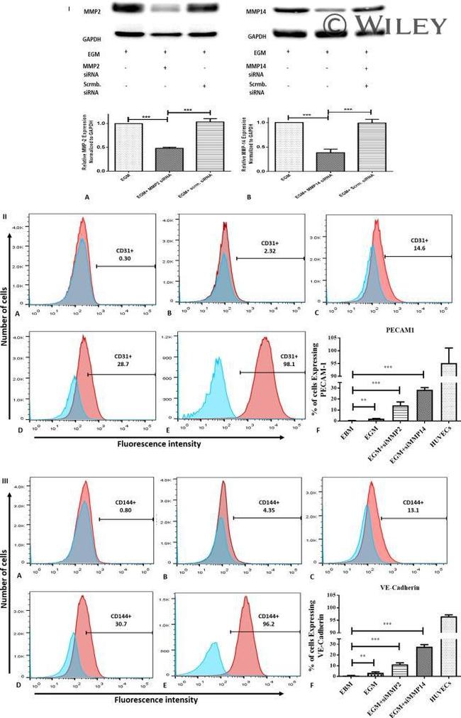 CD31 (PECAM-1) Antibody in Flow Cytometry (Flow)