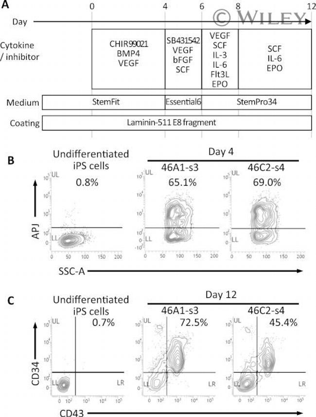 CD43 Antibody in Flow Cytometry (Flow)