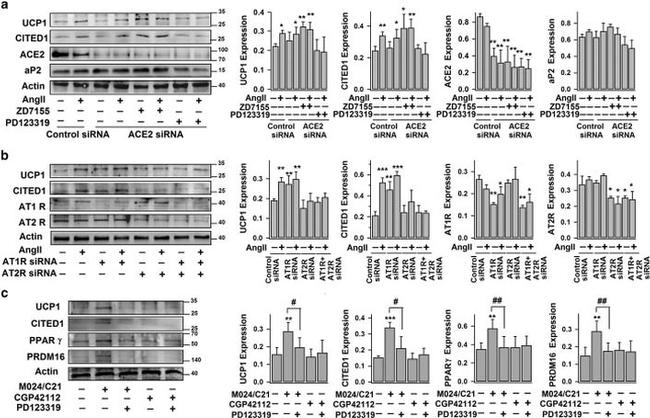 PRDM16 Antibody in Western Blot (WB)