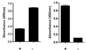 Human SMAD1 (Total/Phospho) InstantOne™ ELISA Kit