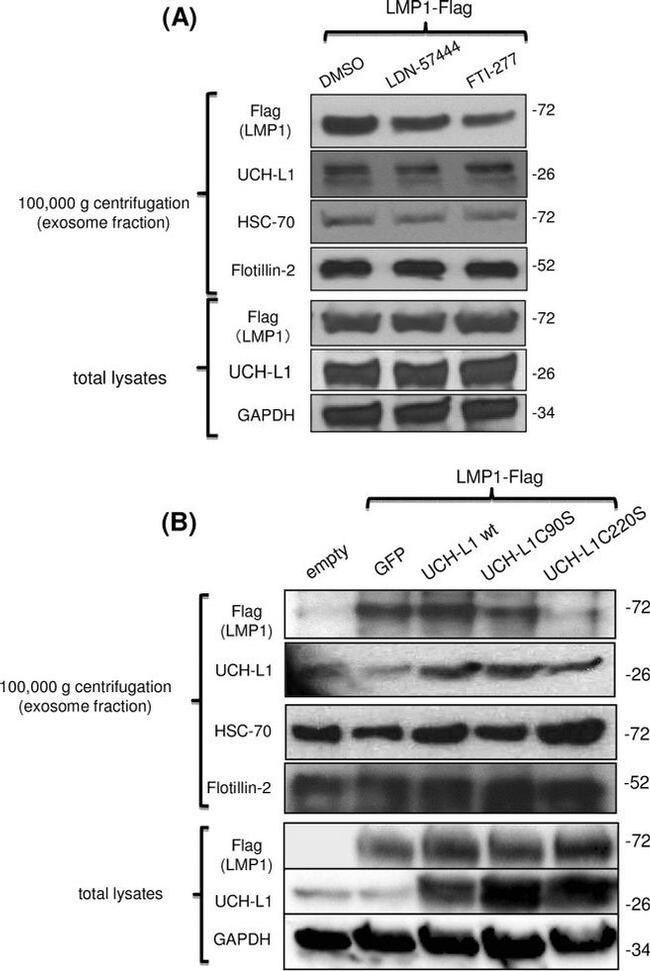 PGP9.5 Antibody in Western Blot (WB)