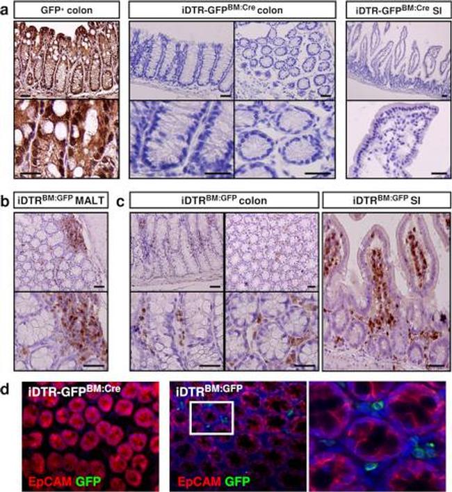 CD326 (EpCAM) Antibody in Immunocytochemistry (ICC/IF)