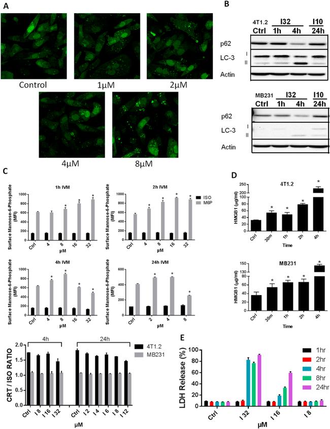 IGF2R Antibody in Flow Cytometry (Flow)