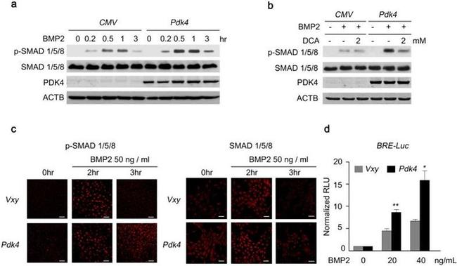 SMAD1 Antibody in Western Blot (WB)