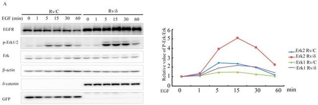 EGFR Antibody in Western Blot (WB)