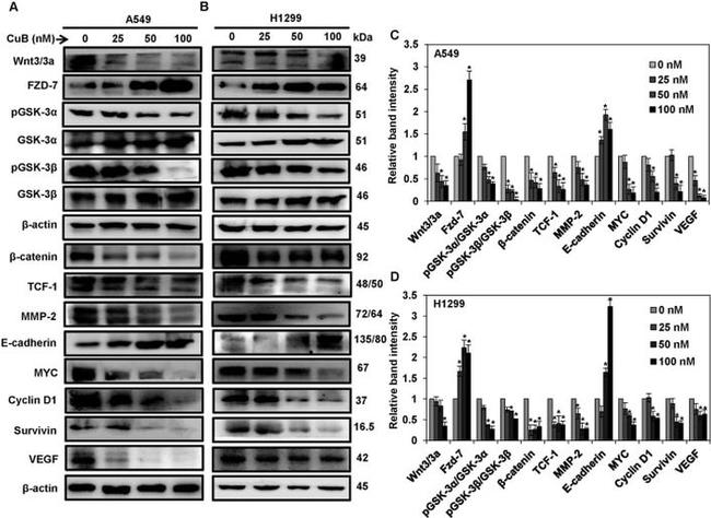 beta Catenin Antibody in Western Blot (WB)