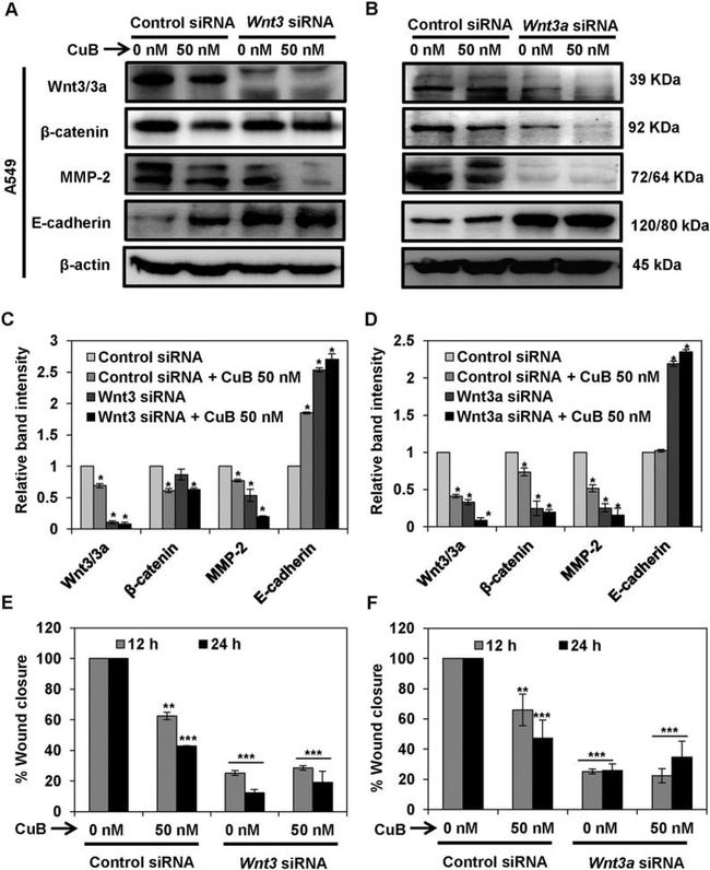 beta Catenin Antibody in Western Blot (WB)