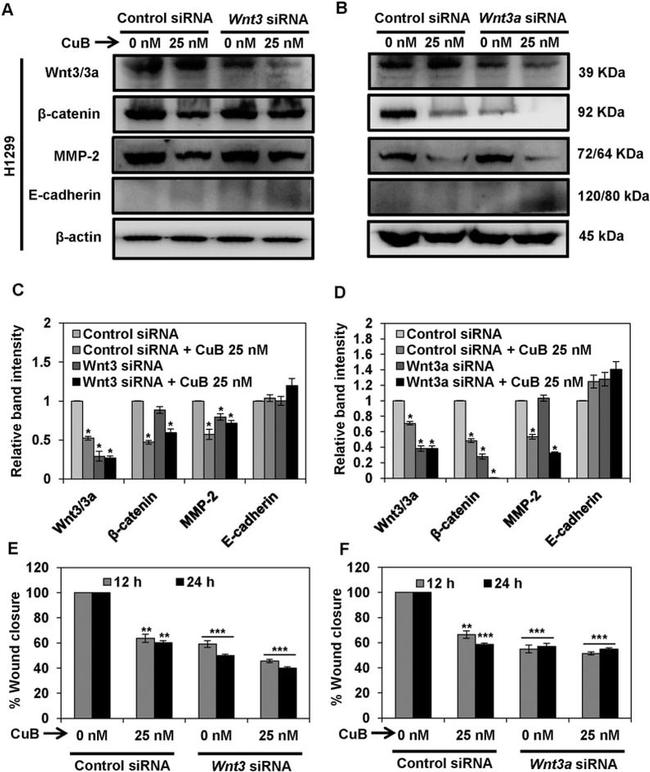 beta Catenin Antibody in Western Blot (WB)