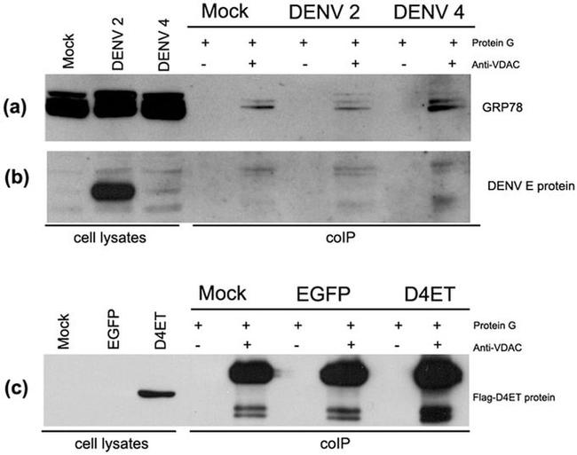 Dengue Virus Type 1-4 Antibody in Western Blot (WB)