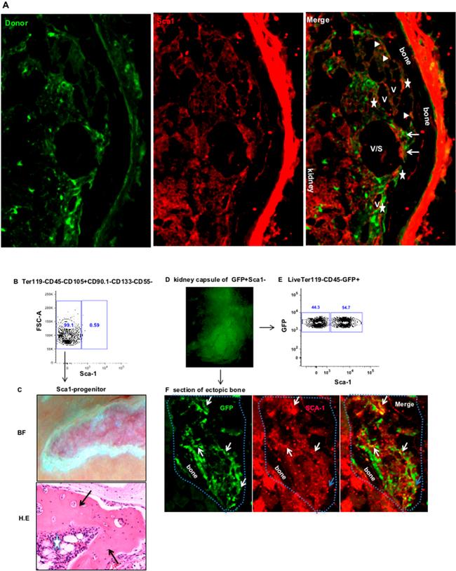 Ly-6A/E (Sca-1) Antibody in Immunohistochemistry, Flow Cytometry (IHC, Flow)