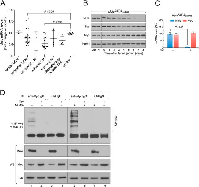 Ubiquitin Antibody in Western Blot (WB)