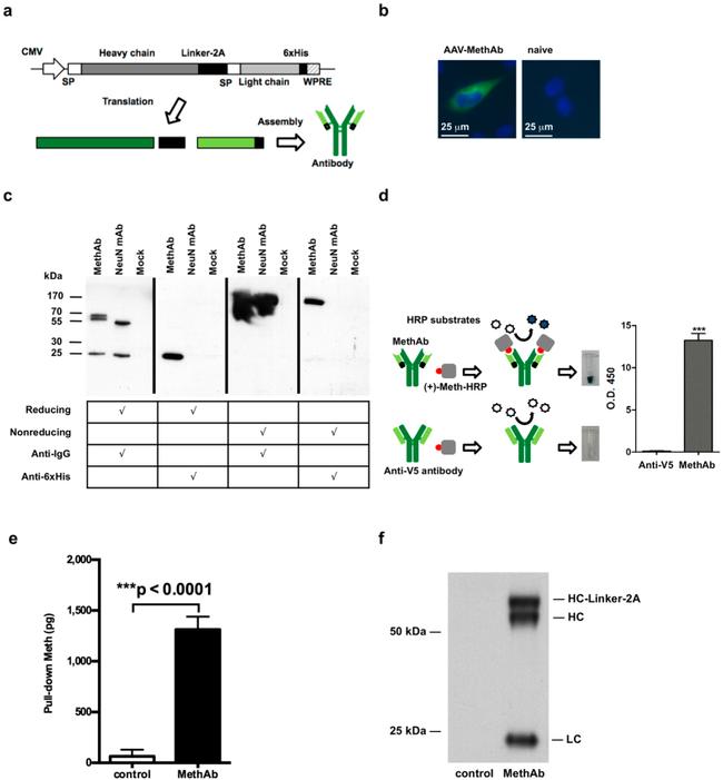 6x-His Tag Antibody in Western Blot (WB)