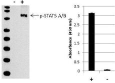 Human STAT5 alpha/beta (Phospho) [pY694/pY699] InstantOne™ ELISA Kit