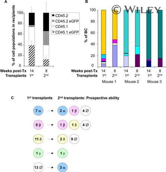 CD45.1 Antibody in Flow Cytometry (Flow)